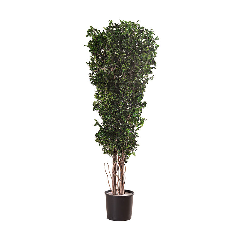 SLIM PITOSPORUM