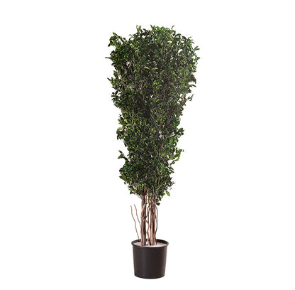 SLIM PITOSPORUM