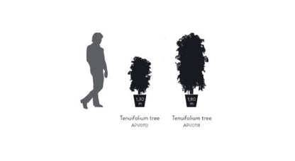 SLIM TENUIFOLIUM