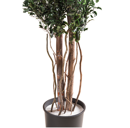 SLIM PITOSPORUM