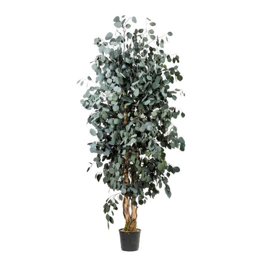 SLIM POPULUS