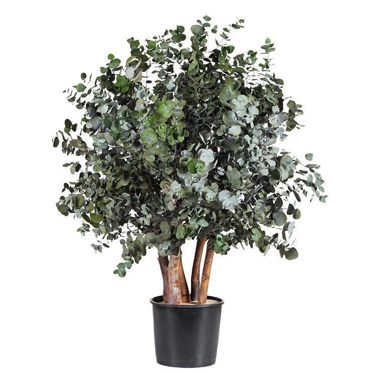 BUSH CINEREA