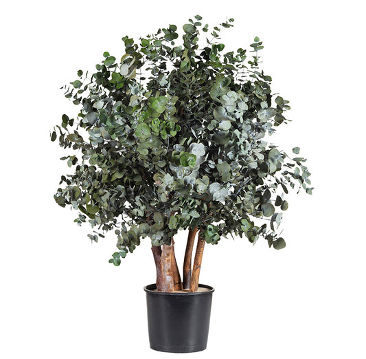 BUSH CINEREA