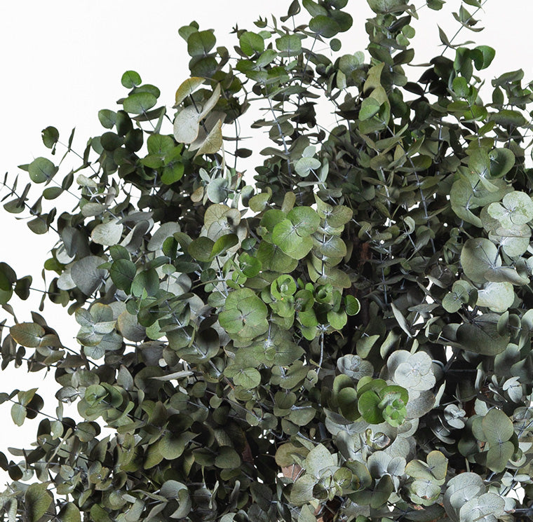 BUSH CINEREA
