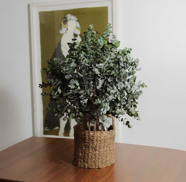 BUSH CINEREA