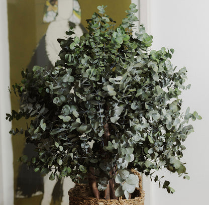 BUSH CINEREA