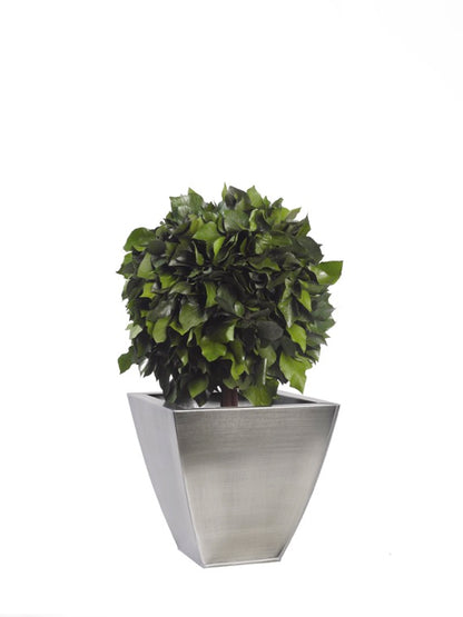 HEDERA MULTIBOLA
