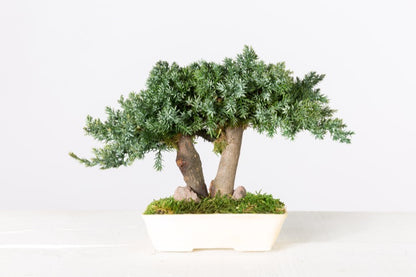 BONSAI MINI PROCUMBENS