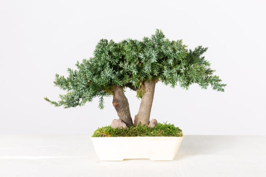 BONSAI MINI PROCUMBENS