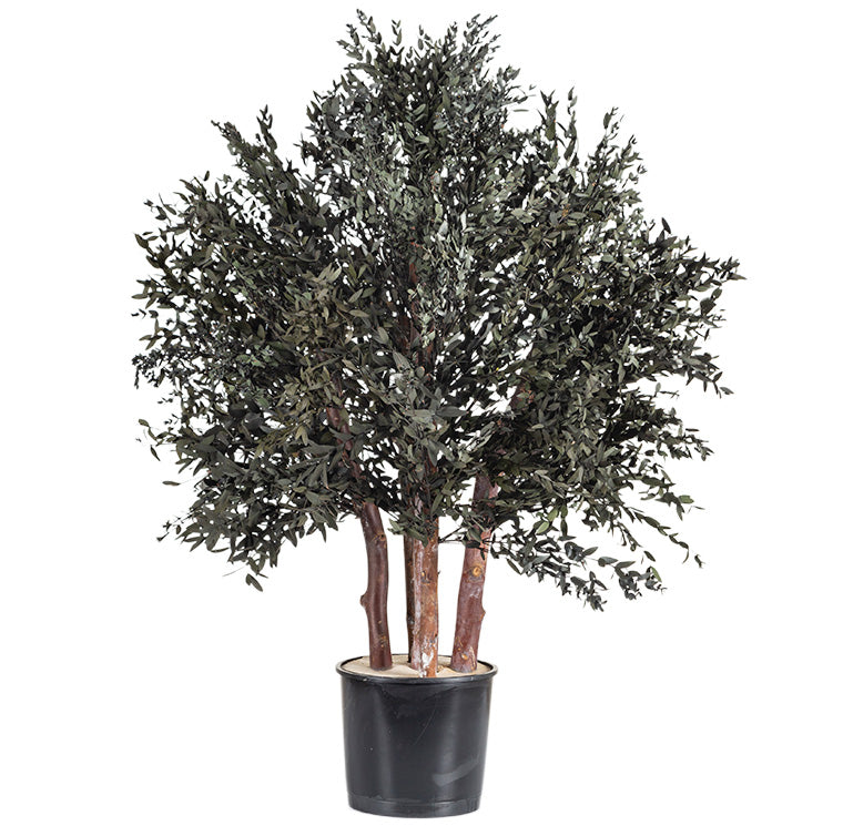 BUSH PARVIFOLIA