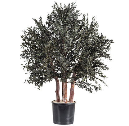 BUSH PARVIFOLIA