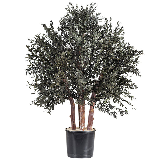 BUSH PARVIFOLIA