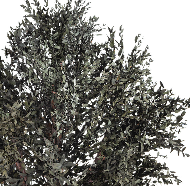 BUSH PARVIFOLIA