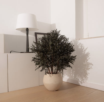 BUSH PARVIFOLIA