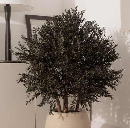 BUSH PARVIFOLIA