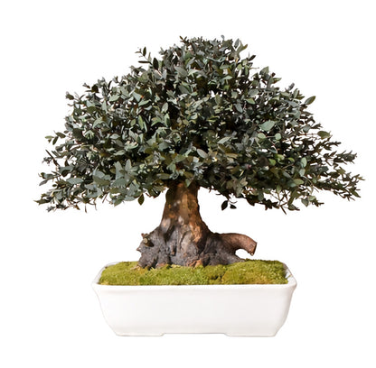 BONSAI PARVIFOLIA
