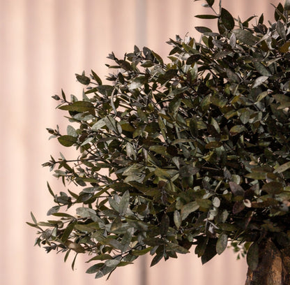 BONSAI PARVIFOLIA