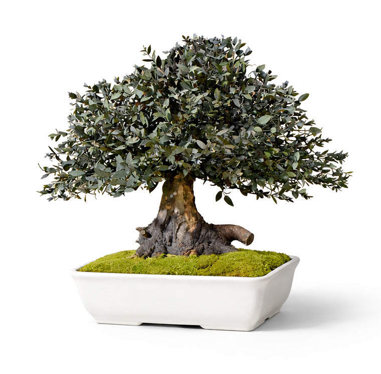 BONSAI PARVIFOLIA