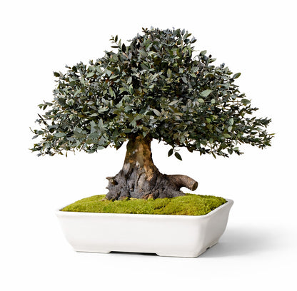 BONSAI PARVIFOLIA