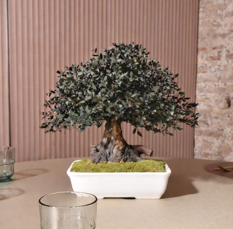 BONSAI PARVIFOLIA