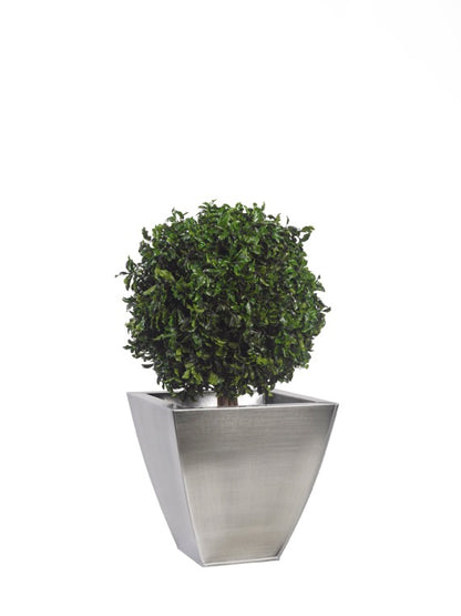 TOPIARY PITOSPORUM SPHERE