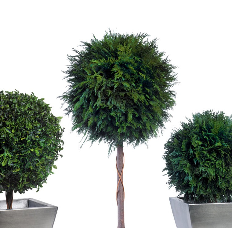 TOPIARY PITOSPORUM SPHERE