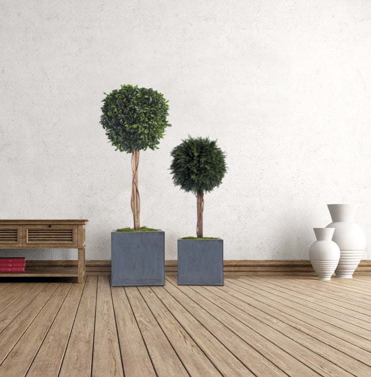TOPIARY PITOSPORUM SPHERE