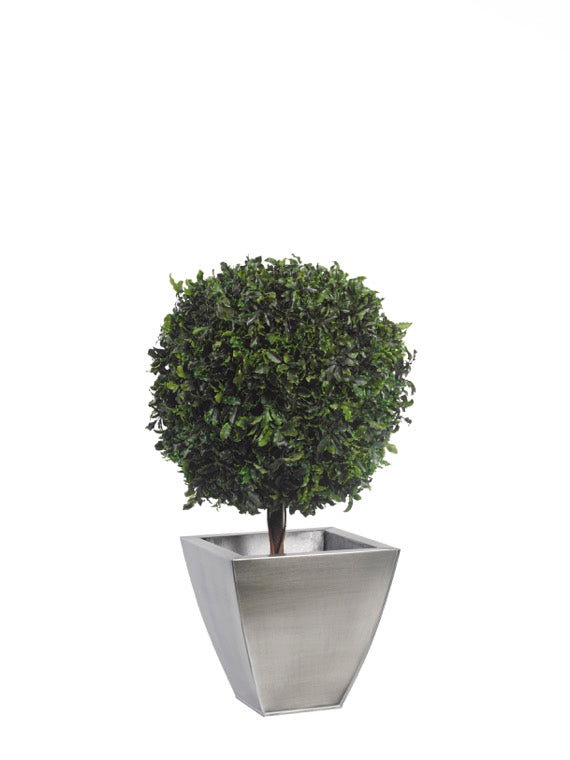 TOPIARY PITOSPORUM SPHERE