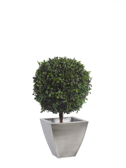 TOPIARY PITOSPORUM SPHERE