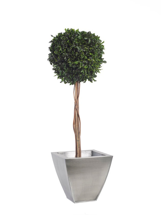 TOPIARY PITOSPORUM SPHERE