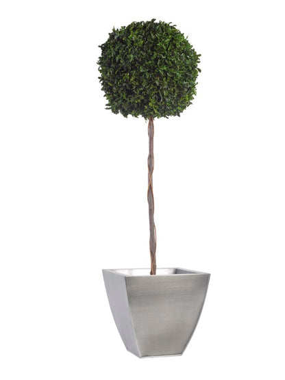 TOPIARY PITOSPORUM SPHERE