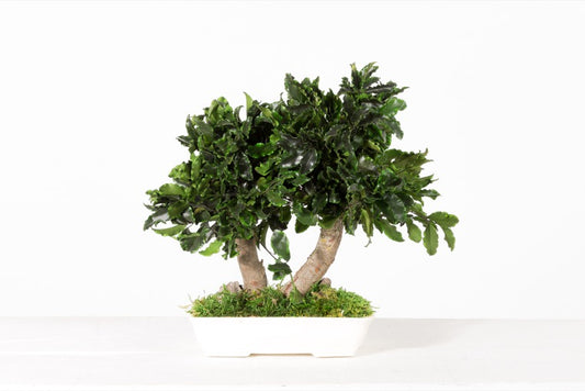 BONSAI MINI TENIUFOLIUM