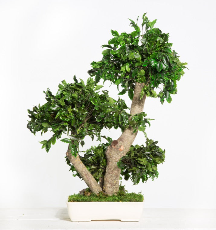 BONSAI PITOSPORUM