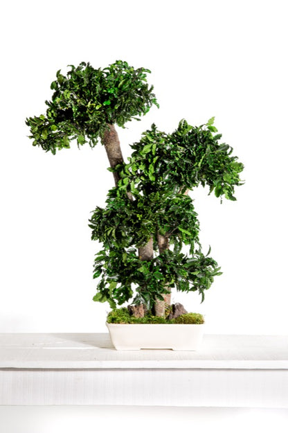 BONSAI PITOSPORUM