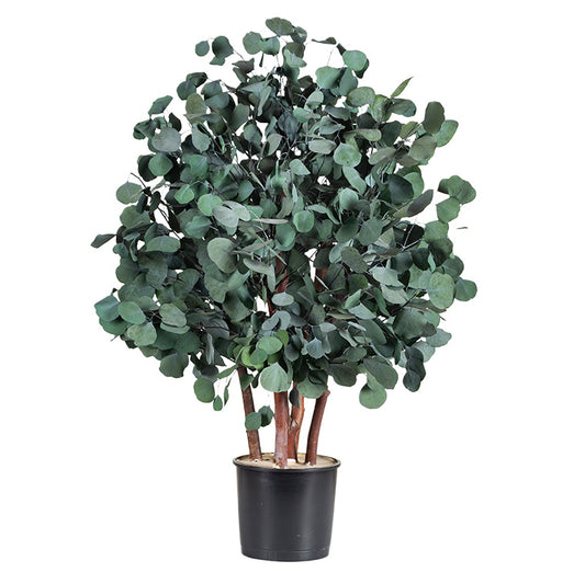 BUSH POPULUS