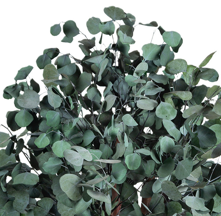 BUSH POPULUS
