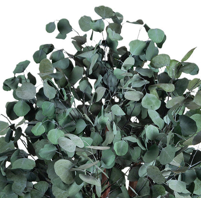 BUSH POPULUS