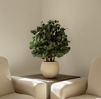 BUSH POPULUS