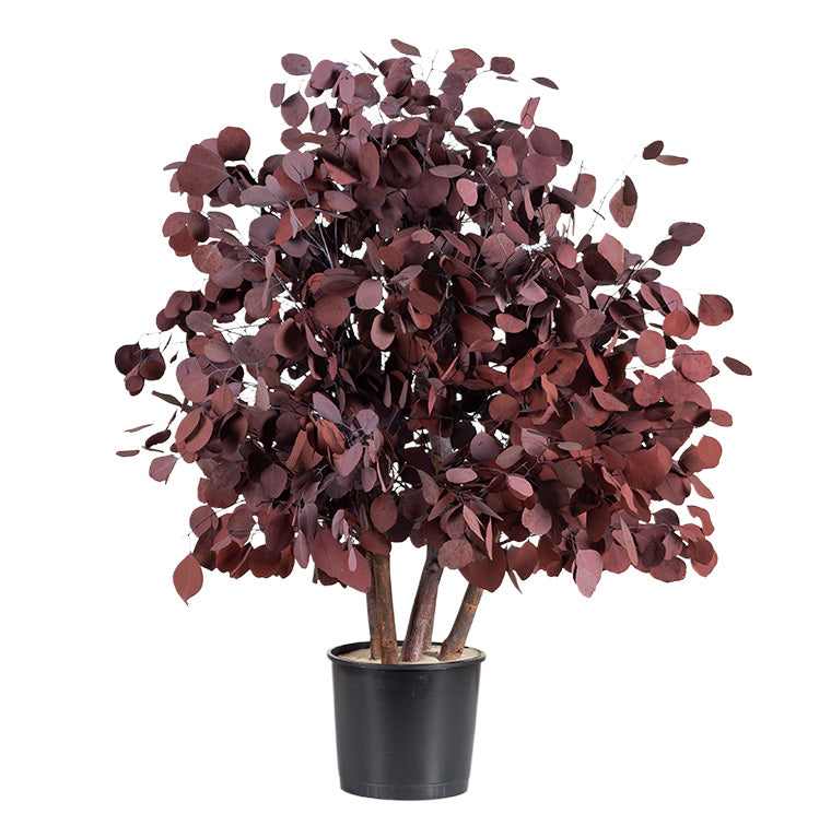 BUSH POPULUS