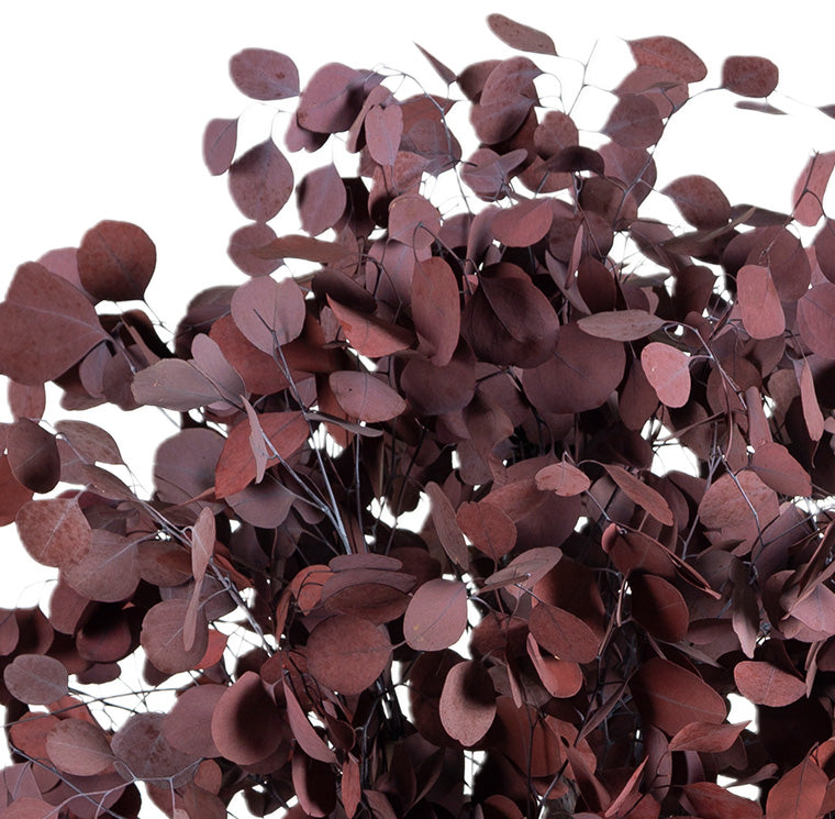 BUSH POPULUS