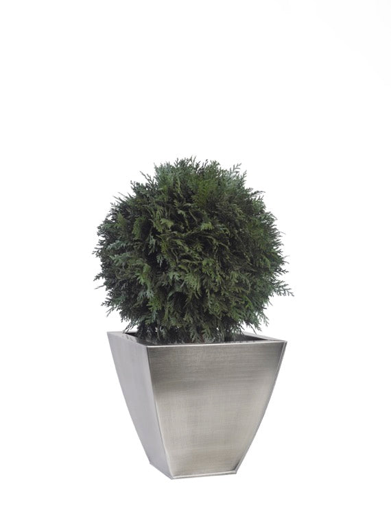 THUJA BOLA