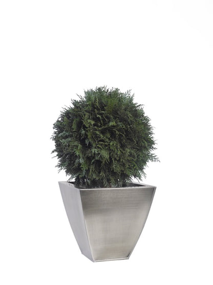 THUJA BOLA