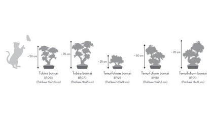 BONSAI MINI TOBIRA