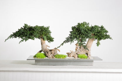 BONSAI MINI ROOT