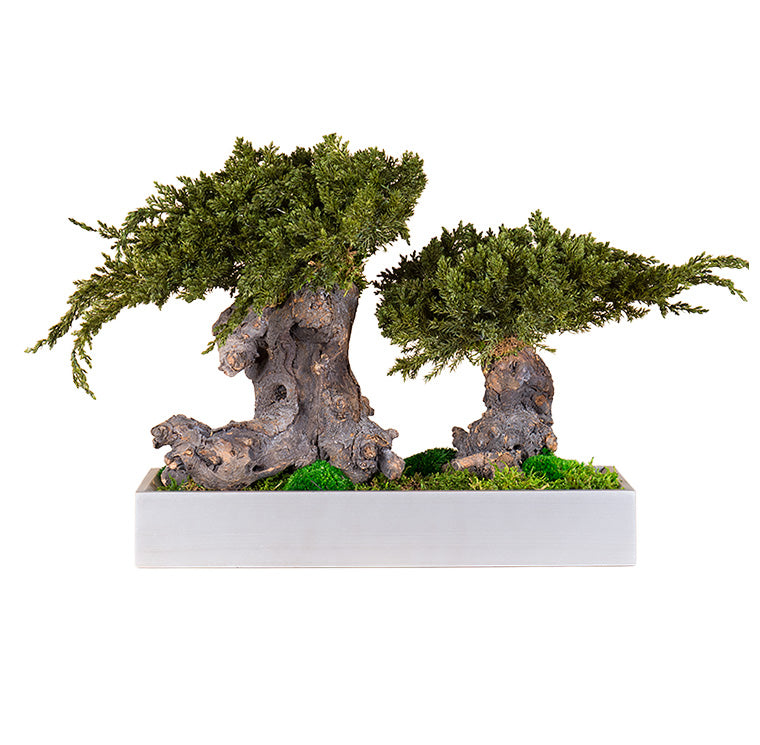 BONSAI MINI ROOT