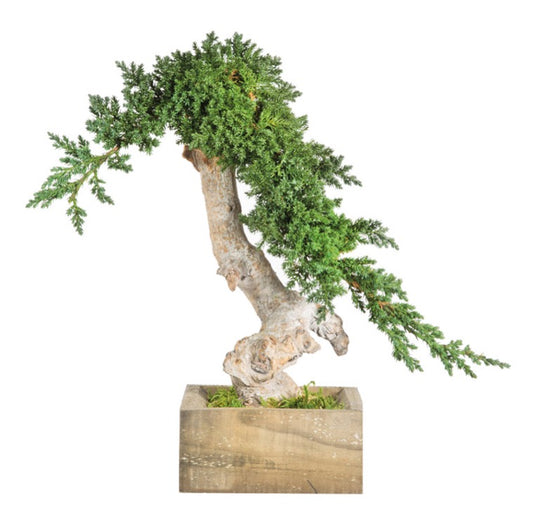BONSAI MINI ROOT