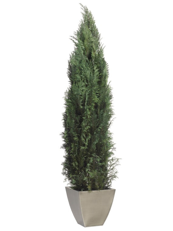 CONIFER COLUMINARIS