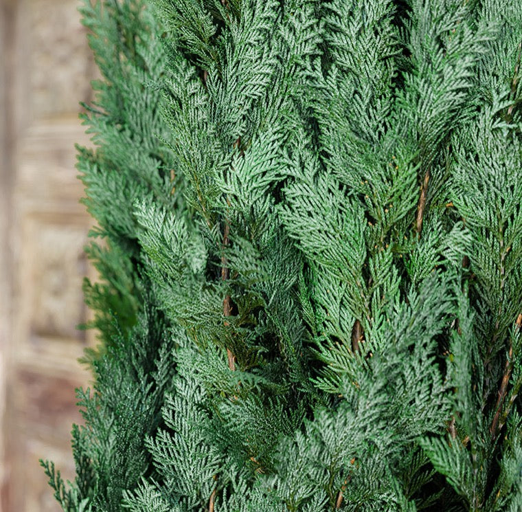 CONIFER COLUMINARIS