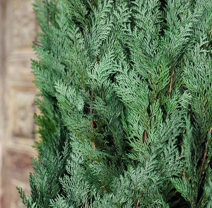 CONIFER COLUMINARIS