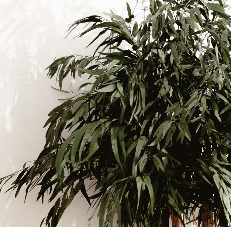 CROWN PENDULA